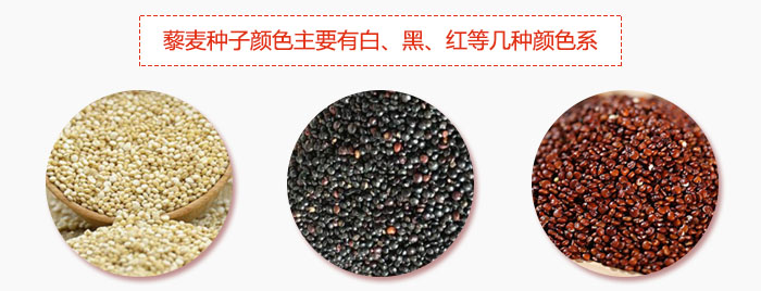 藜麦种子颜色主要有白、黑、红等几种颜色系，营养成分相差不大，其中白色口感好，黑、红色口感相对差些，籽粒也较小。